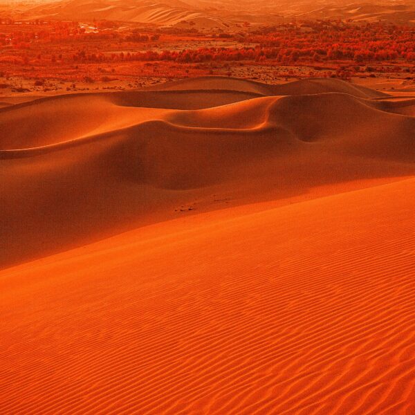 Morning desert safari