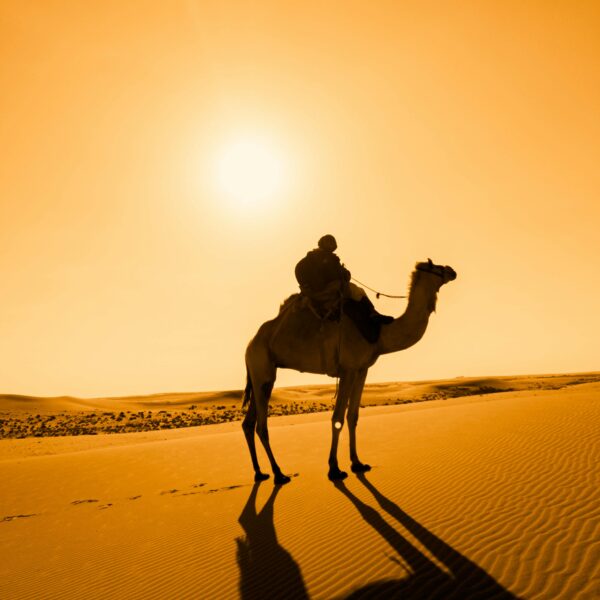 evening desert safari